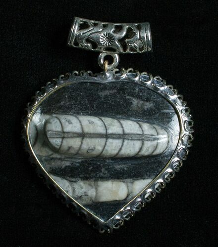 Black Fossil Orthoceras Heart Pendant #4813